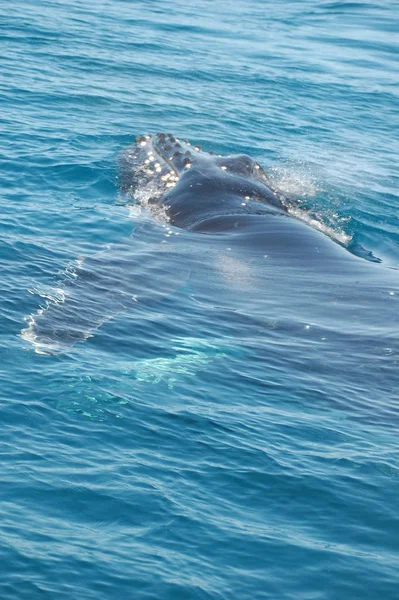 Rabo Baleia Jubarte Água Oceano Baleia Bálsamo — Fotografia de Stock