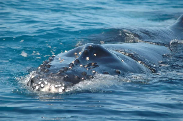 Cola Ballena Jorobada Agua Del Océano Ballena Pelada — Foto de Stock