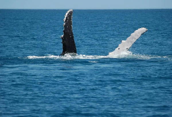 Humpback Ουρά Φάλαινας Στο Νερό Του Ωκεανού Φαλαινών Φάλαινα — Φωτογραφία Αρχείου