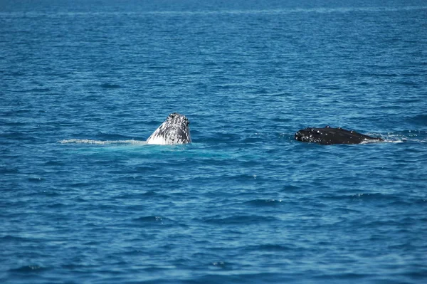 海の水のザトウクジラの尾 — ストック写真