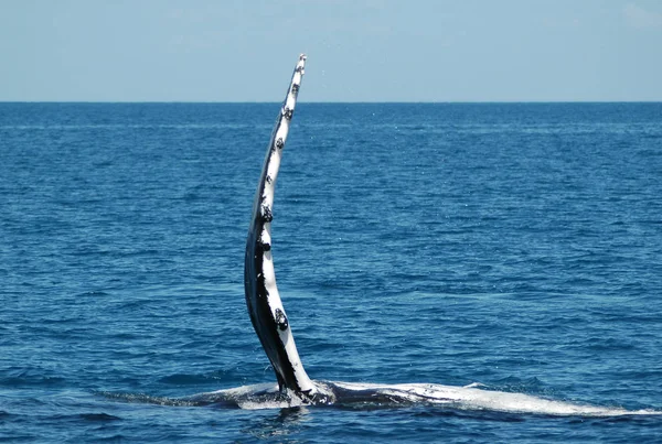 Baleias Jubarte Australia — Fotografia de Stock
