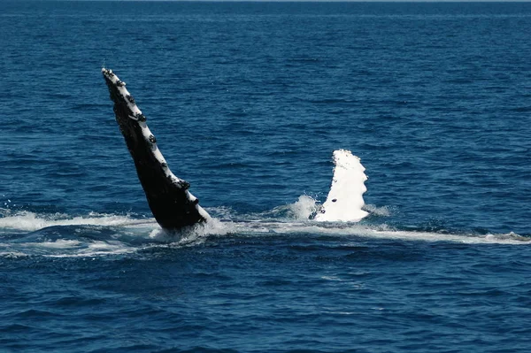 바다의 혹등고래 — 스톡 사진