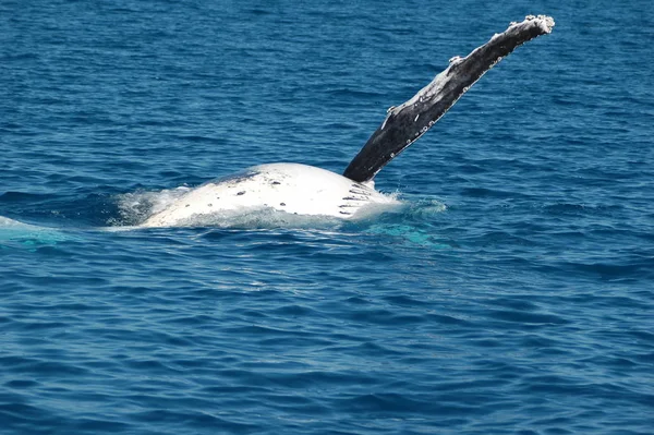 海の水のザトウクジラの尾 — ストック写真