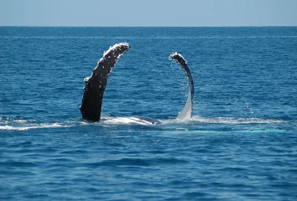 Cola Ballena Jorobada Agua Del Océano Ballena Pelada — Foto de Stock