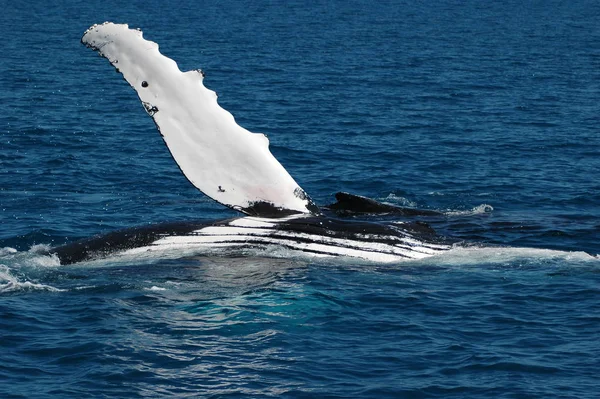 Queue Rorqual Bosse Dans Eau Mer Baleine Fanons — Photo