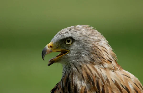 Vue Panoramique Bel Oiseau Nature — Photo