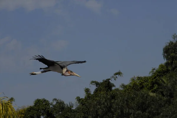 Marabou Pássaro Cegonha Bico Grande — Fotografia de Stock