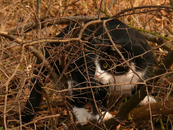 Gato Estaba Muy Lejos Del Lugar Había Dado Cuenta Principio — Foto de Stock