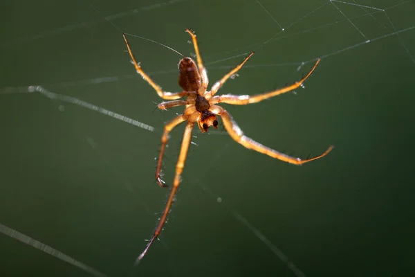 Close Van Een Insect Wilde Natuur — Stockfoto