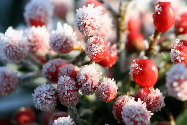 Nieve Blanca Rojo Rosa —  Fotos de Stock