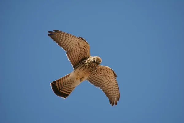 Schilderachtig Uitzicht Prachtige Valk Bij Natuur — Stockfoto