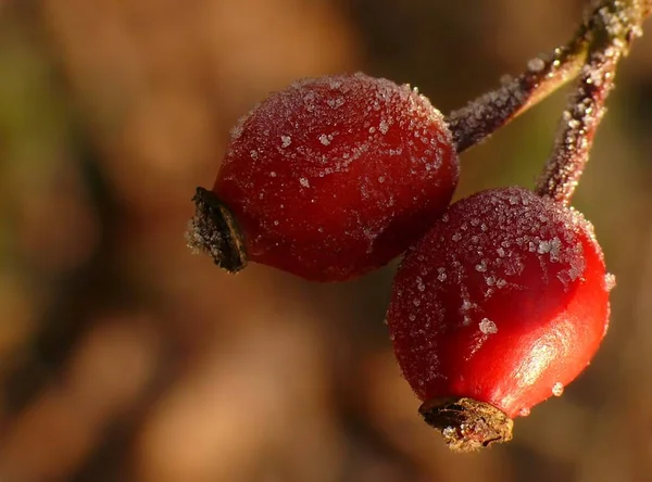 Rose Hip Red Berries — стоковое фото