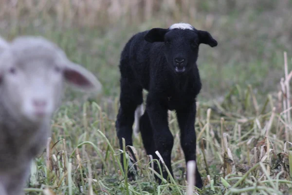 Naturskön Utsikt Över Landsbygden Selektivt Fokus — Stockfoto