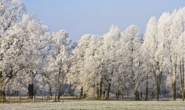 Vista Una Scena Invernale — Foto Stock