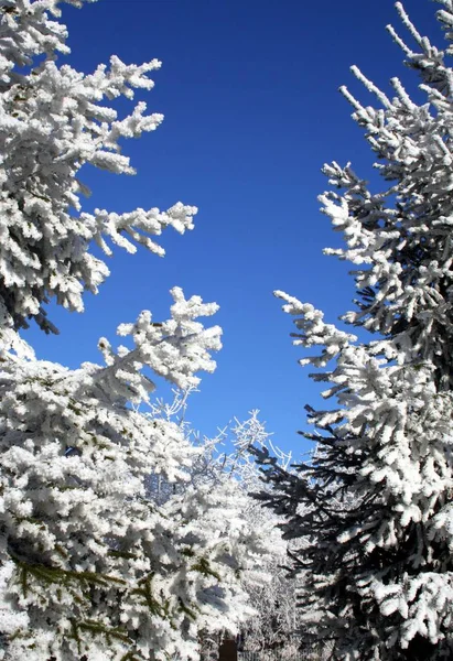 Hoarfrost Spruce — Stock Photo, Image