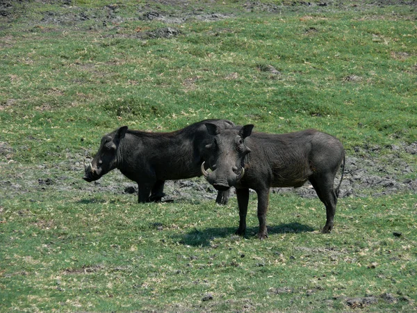 Animaux Domestiques Dans Les Pâturages Agricoles — Photo