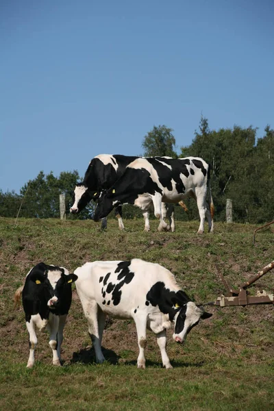 Kor Naturlandskap Selektivt Fokus — Stockfoto