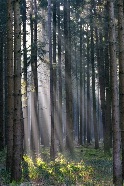 Szenische Ansicht Der Flora Wilden Wäldern — Stockfoto