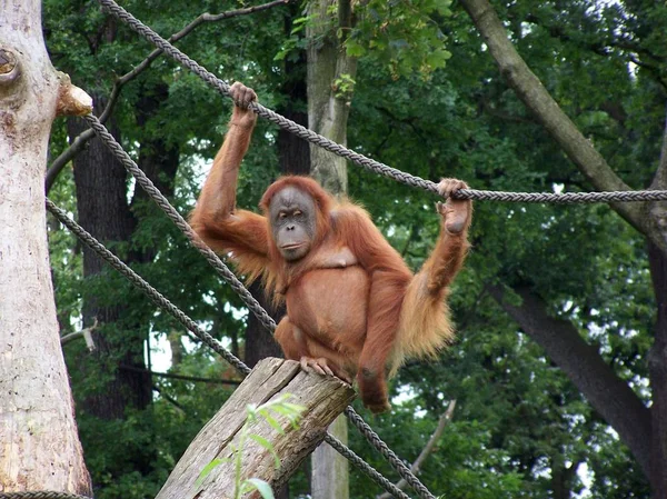 Singe Escalade Comme Maître — Photo