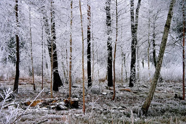 Landschappelijk Uitzicht Flora Wilde Bossen — Stockfoto