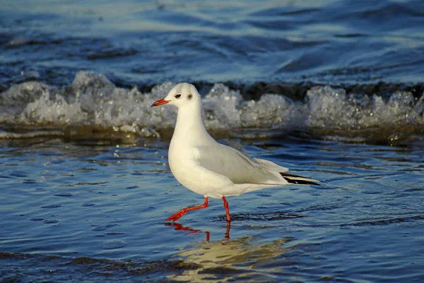 Vue Bel Oiseau Nature — Photo