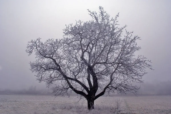 Hermosa Vista Del Paisaje Invierno — Foto de Stock