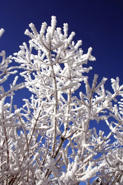 Cristales Nieve Heladas Invierno —  Fotos de Stock