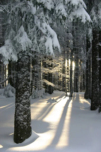 Večerní Slunce Zimním Lese — Stock fotografie