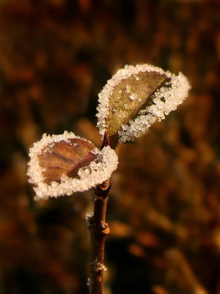 Uitzicht Een Winterse Scène — Stockfoto