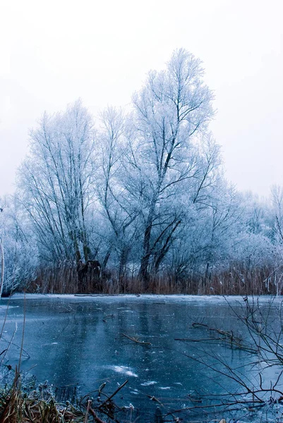 Paisaje Invernal Con Árboles Cubiertos Nieve — Foto de Stock