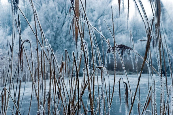 Forêt Glacée Dans Winte — Photo