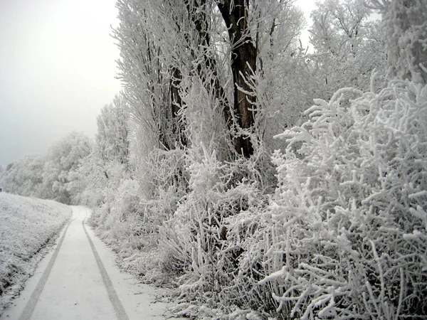 Frosty Forest Winter — Stock Photo, Image