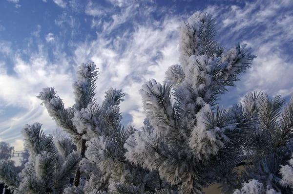 Vista Uma Cena Inverno — Fotografia de Stock