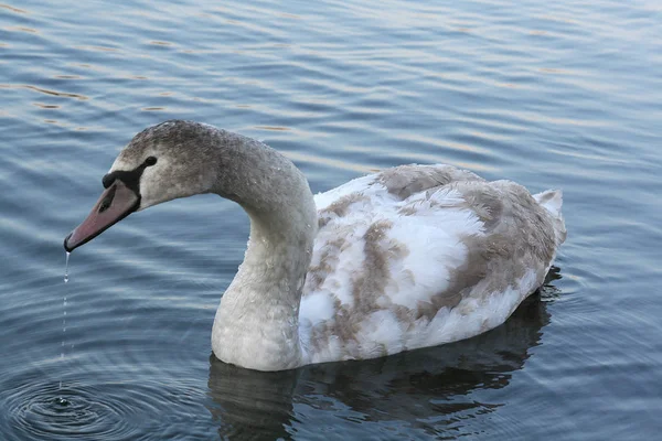 Vista Panorâmica Cisne Majestoso Natureza — Fotografia de Stock