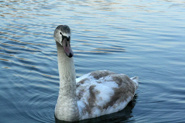 Malerischer Blick Auf Majestätische Schwäne Der Natur — Stockfoto