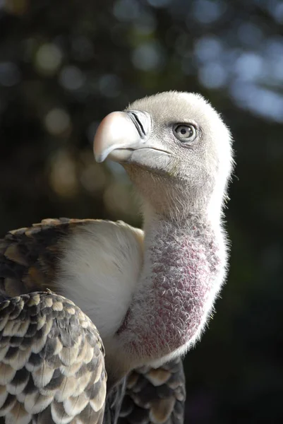 Vista Panorámica Hermoso Pájaro Naturaleza — Foto de Stock