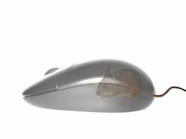 Computador Mouse Caneta Fundo Branco — Fotografia de Stock