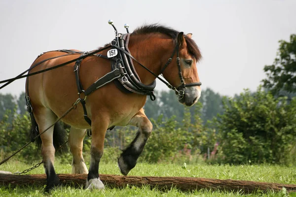 cute horse at wild nature