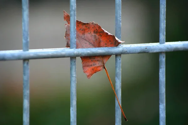 Hermoso Follaje Colorido Otoño — Foto de Stock