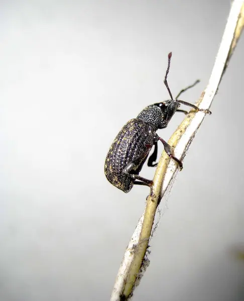 Closeup Bug Wild Nature — Stock Photo, Image