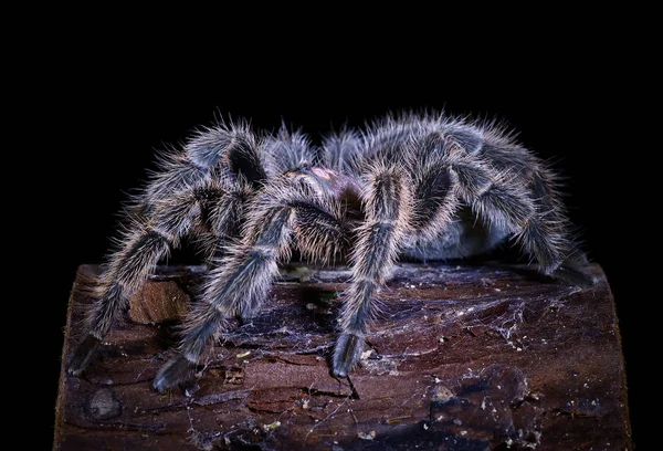 Gruselige Spinne Insektenwesen — Stockfoto