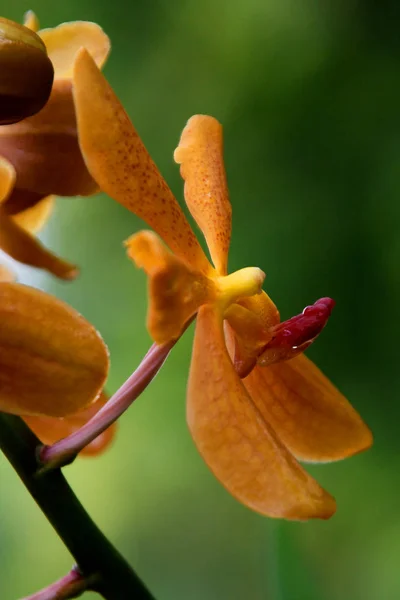 Belle Orchidée Fleurs Pétales Flore — Photo
