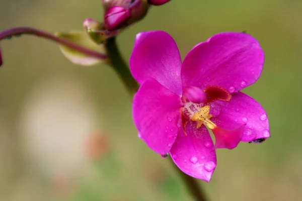 Escénico Flor Colorida Hermosa Orquídea —  Fotos de Stock