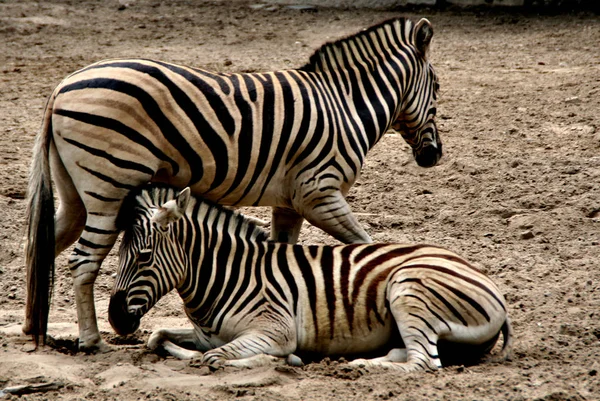 African Black White Zebra Animal — Stock Photo, Image