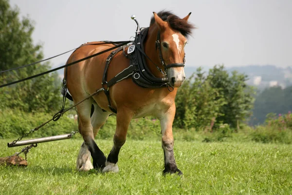 Chevaux Extérieur Jour — Photo