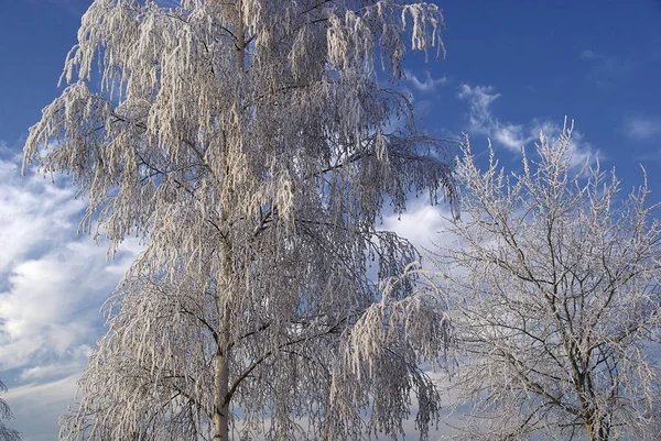 Vista Una Scena Invernale — Foto Stock