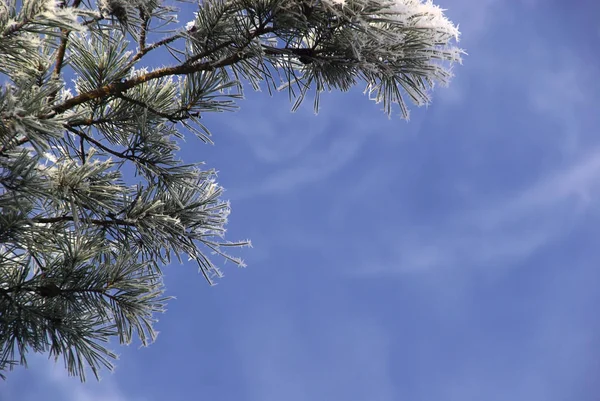 Vue Une Scène Hivernale — Photo