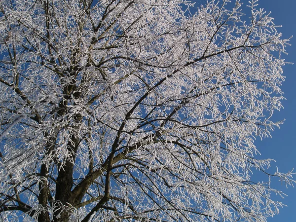 Vacker Utsikt Över Naturen — Stockfoto