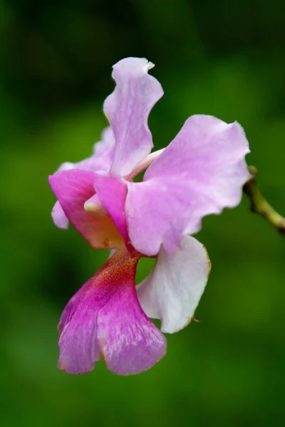 Malebné Krásné Barevné Orchidej Květiny — Stock fotografie