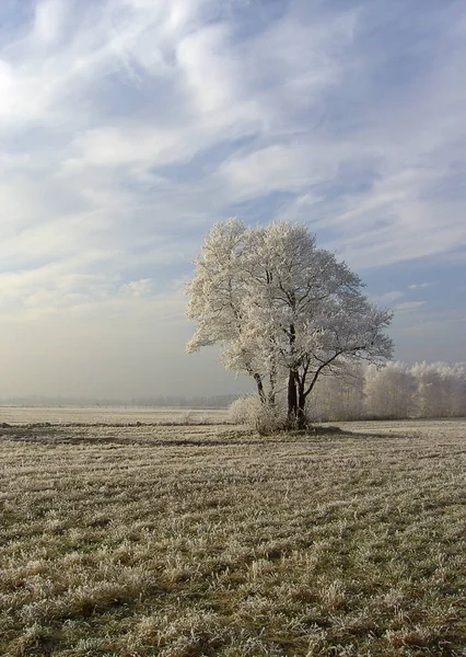 Vista Una Scena Invernale — Foto Stock